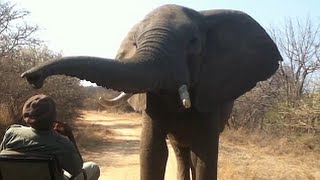 Safari Guide Manages to Stay Totally Calm as a Huge Elephant Examines Him with Its Trunk