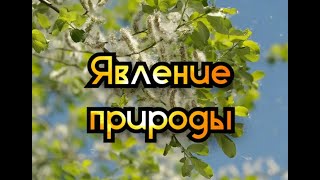 Явление природы  #ЛАРАзвезДА