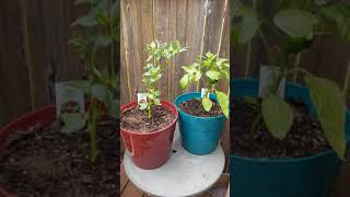 2 new peppers added to my 2020 patio garden