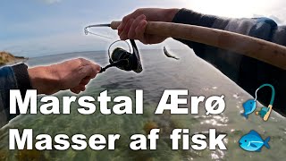 Marstal 🎣 Masser af fisk 🐟 Havørred Fiskeri 🎣