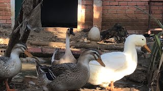 harvesting 6 wild chicken eggs - Designing nests for goose - 365 working days | cafe TV