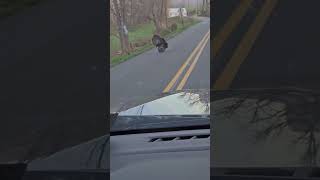 Pennsylvania Spring Gobblers