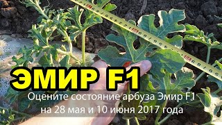 арбуз Эмир F1. Состояние на 28 мая и 10 июня.