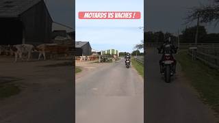 Motards vs vache ! #shorts #moto #youtube #motovlog #vache #quotidien