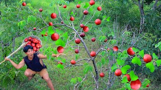 Rich fruits in forest | Pick plum fruits and - Eating delicious