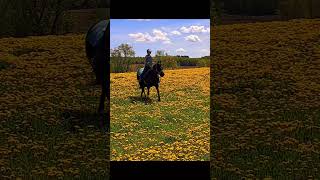 Horseback in the dandelions!