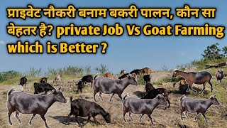 प्राइवेट नौकरी बनाम बकरी पालन, कौन सा बेहतर है? private Job Vs Goat Farming which is Better