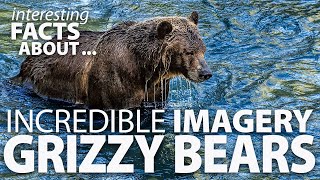 Incredible imagery Grizzly Bears