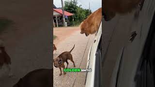 ESTOS 2 PERROS SE PELEAN ENTRE SI