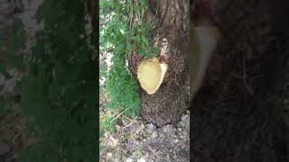 Stump full of surprises | The after | Stump grinding | Houston , Texas