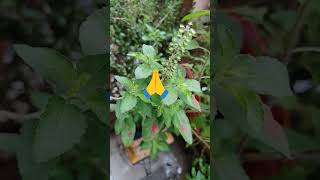 Tulsi mata/ #tulsimusic #thegrounddiaries #gardening #shortsvideo #tulsimatabhajan