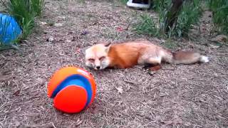 Лиса и мячик \ The Fox and the ball