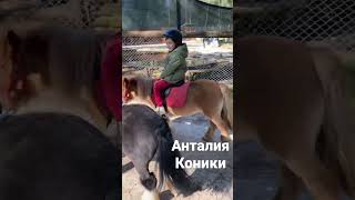 Завтраки и коники)