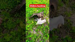 Goshawks hunting eagret 😒😒#birds #eaglehunting #shikratraining #animals #hunting