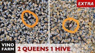 Two Queens in One Hive? Never seen this before!