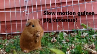 Cuteness overload - Slow motion guinea pig washing - Ginger & Chutney