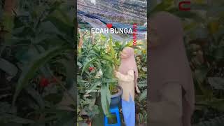 pokok cepat besar #berkebun