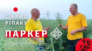 Паркер гібрид озимого ріпаку від ВНІС™