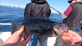 Fishing For Rockfish In Monterey CA!!