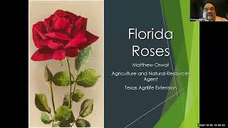 Old World Roses in Florida