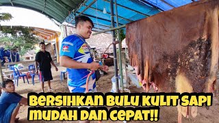 Cara Cepat Meghilangkan Bulu Kulit Sapi