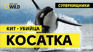 [Косатка]  Супер хищники  Кит убийца  Документальное кино National Geo