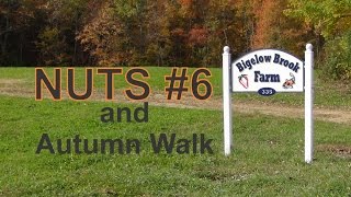 NUTS #6 and Autumn Walk