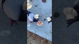 Pigeon Chef make Pizza