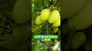 The Most Unusual Mangoes