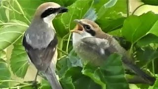 おねだりするモズのヒナが可愛い。バッタを捕食。　キジ　オオヨシキリ　ウグイス　ホオジロ　さえずり　紀ノ川 河川敷