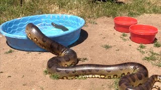 ANACONDA eats Large DANGEROUS BARRACUDA-like Fish