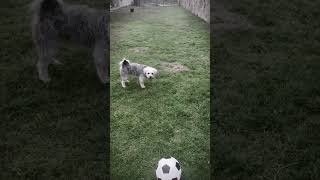 Dog plays soccer