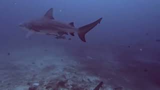 Fiji 2024 - Day 2 Morning Shark Dives