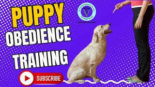 Sit, Stay, Slay! Train Your Pup Like a Rockstar with GNP Sir