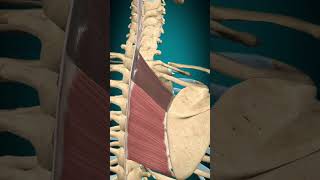 Rhomboid major muscle action Scapula: Elevation + Rotation#muscle #anatomy