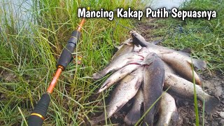 MANCING KAKAP PUTIH SEPUASNYA || UMPAN UDANG HIDUP