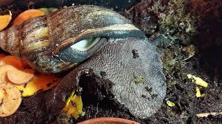 Giant African land snails breathing hole.