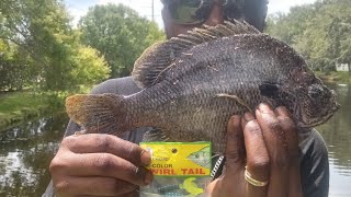 Catching Monster Bluegill with a Swirl Tail jig.