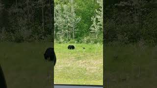 Mama Bear & 2 Cubs on the Alaska Highway