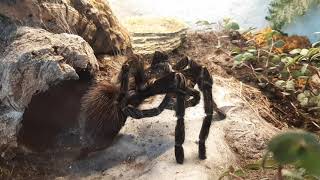 The cleaning process of a tarantula