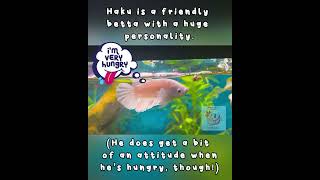 Hungry Haku! #feedme #bettafish #betta #aquarium #fish #funnyanimals #wildlife #animals #pets