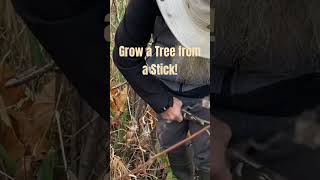 Grow a new tree from a stem cutting. See the whole video for details! #foodforest #biodiversity