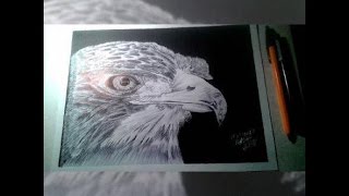 How to Draw an Eagle - Realistic Drawing