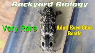 RARE find in our area!! Adult Eyed Click Beetle!! Backyard Biology.