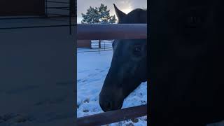 Time to check on the horses out in the cold in the snow