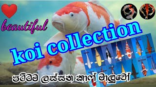 #koi #koi_fish #koi_partner koi fish colection | koi kaf | The koi partner | nishiki goi