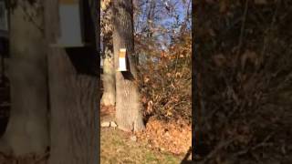 Squirrel feeder