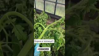 Уборка в теплице 🍅 #экодачник #урожай #огород #теплица