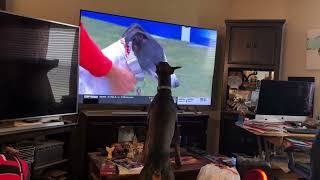 Doberman barking at dogs on TV