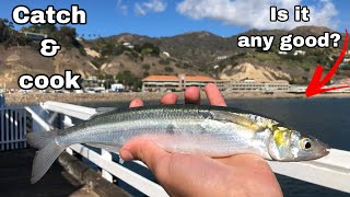 Jack smelt catch & cook | Malibu pier fishing